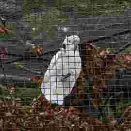 tiere