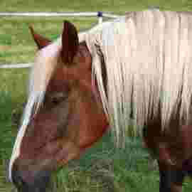 tiere