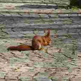tiere