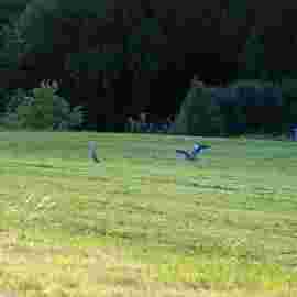 tiere