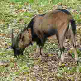 tiere