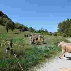 tiere