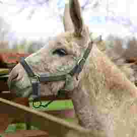 tiere