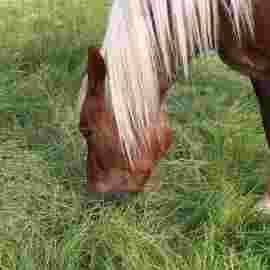 tiere