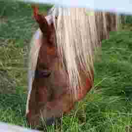 tiere