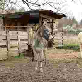 tiere
