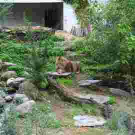 tiere