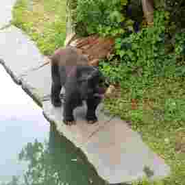 tiere