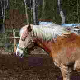 tiere