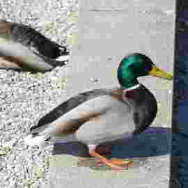 tiere