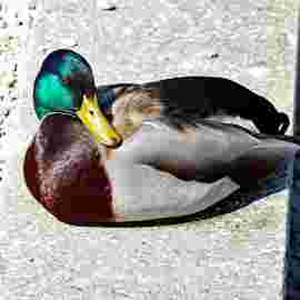 tiere