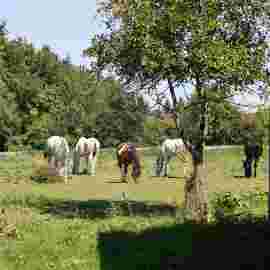 tiere