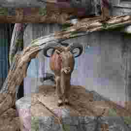 tiere