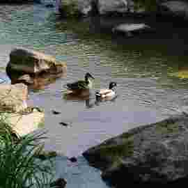 tiere
