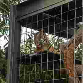 tiere
