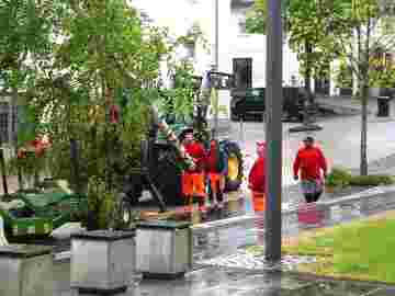 maibaum 2020 bilder