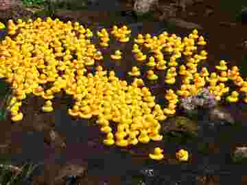 enten rennen bilder