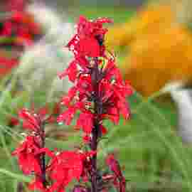gartenmarkt auf/abbau 2017
