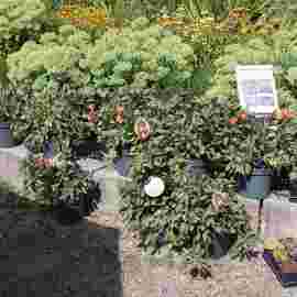 gartenmarkt sonntag