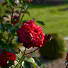 gr&uuml;ne mitte 2016
