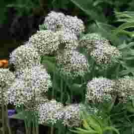 gr&uuml;ne mitte