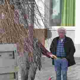 narrensprung baum 2020