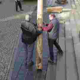 narrensprung baum 2020