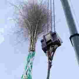 narrensprung baum 2020