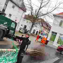 narrensprung 2023 baum