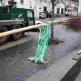 narrensprung 2023 baum