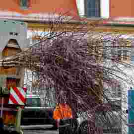 narrensprung 2023 baum