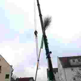 narrensprung 2023 baum