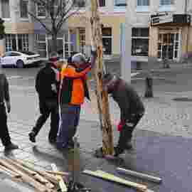 narrensprung 2024 baum