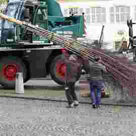 narrensprung 2024 baum