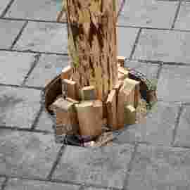 narrensprung 2024 baum