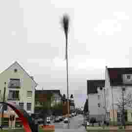 narrensprung 2024 baum