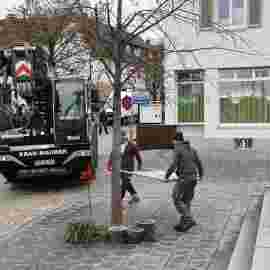 narrensprung 2024 baum