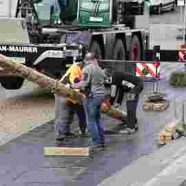 narrensprung 2024 baum