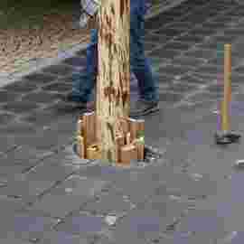 narrensprung 2024 baum