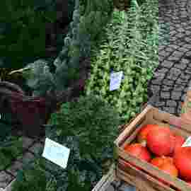 wochenmarkt rechberghausen