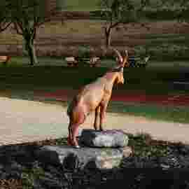 bad ditzenbach